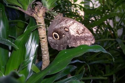 Close-up of butterfly on leaves