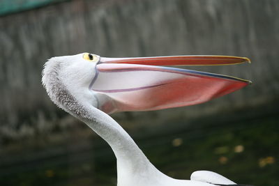 Close-up of pelican against blurred background