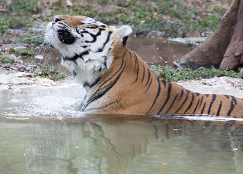 Close-up of tiger in water