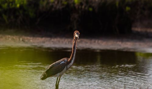 Bird on a lake