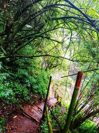View of trees in forest
