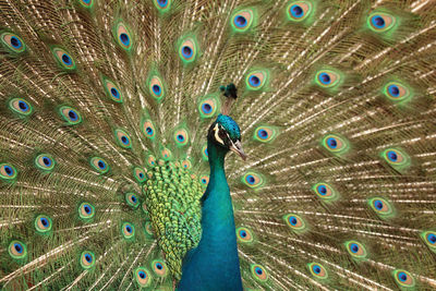 Close-up of peacock with fanned out