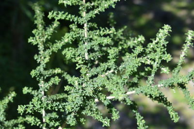 Close-up of fresh green plants