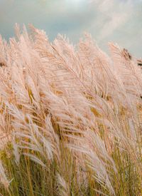 Close-up of stalks in field against the sky