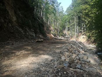 Dirt road amidst trees in forest