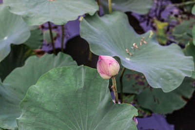 Close-up of pink lotus water lily