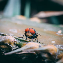 Close-up of housefly