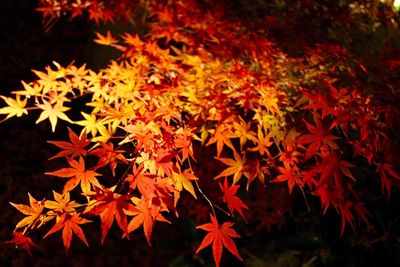 Close-up of maple leaves during autumn