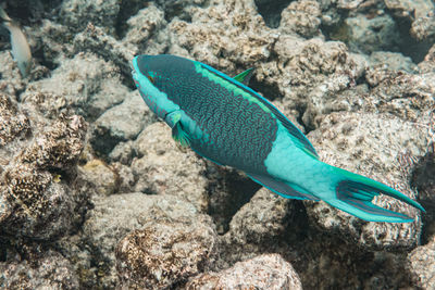 View of blue sea and fish