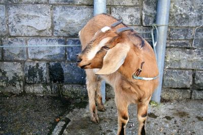 Horse standing against wall