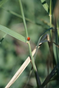 Close-up of ladybug on plant