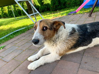 Portrait of dog relaxing on footpath in yard