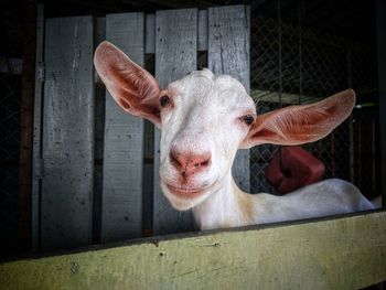 Close-up portrait of a smiling goat