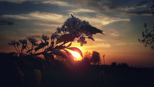 Close-up of silhouette tree against sky during sunset