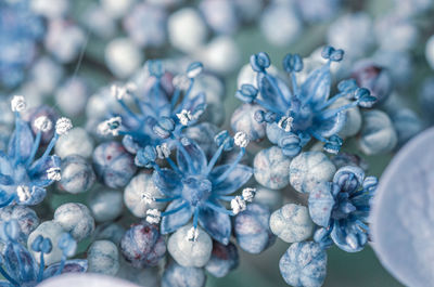 Close-up of blue flowering plant