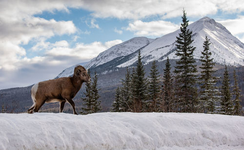 Dog on snow covered mountain against sky