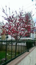 Pink flowers growing on tree