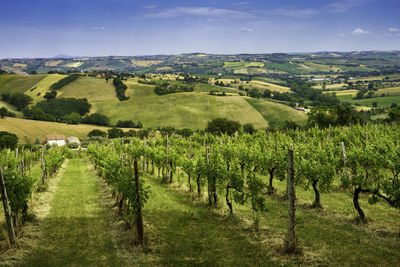 Scenic view of vineyard against sky