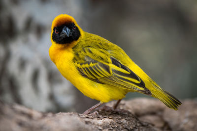 Portrait of yellow bird perching on branch
