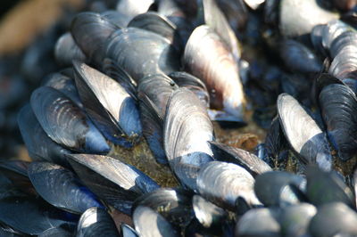 Full frame shot of mussel shells on rock