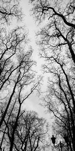 Low angle view of silhouette trees against sky