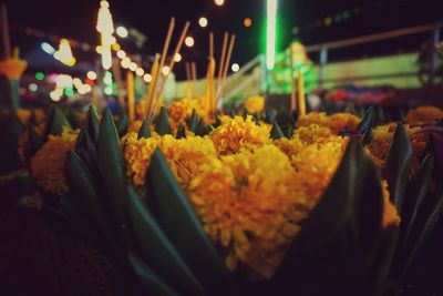 Close-up of flower against blurred background