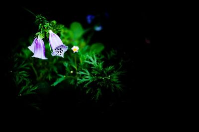 Close up of purple flowers