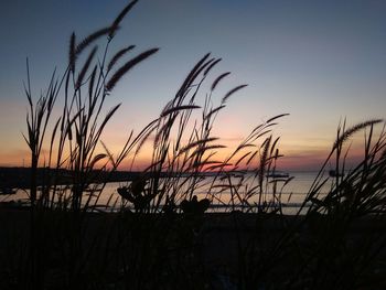 Silhouette plants on beach against sky during sunset