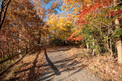 Trees in forest during autumn