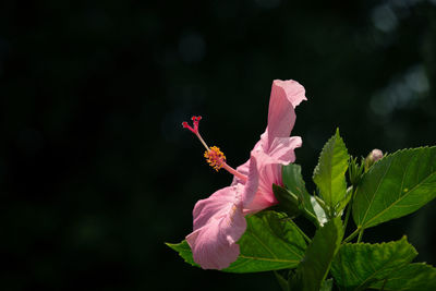 Close-up of pink flower