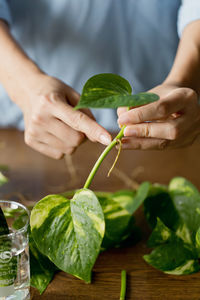 Cropped image of hand holding leaves on table