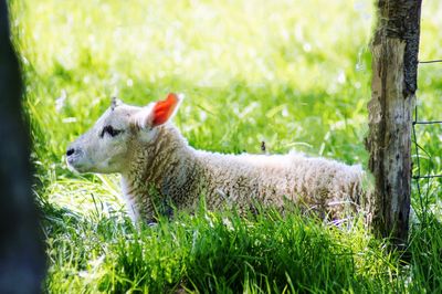 Sheep in a field