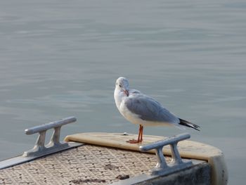 Close-up of seagull perching jetty by sea