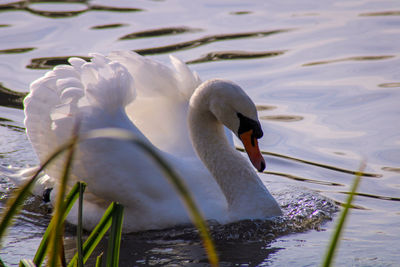 Swan floating on lake