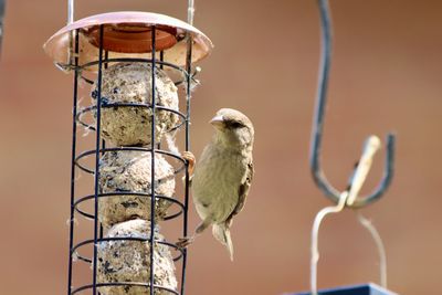 bird