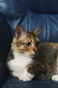 Cat relaxing on sofa