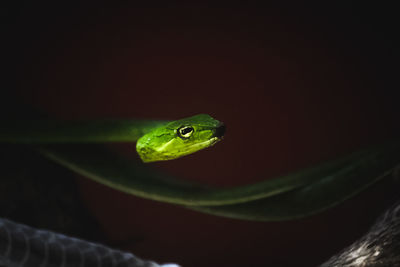 Close-up of green lizard