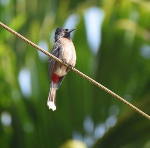 Close-up of bird perching on tree