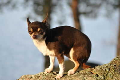 Close-up of dog sitting on rock