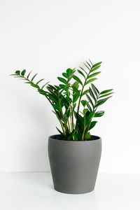 Potted plant against white background