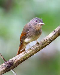 Close-up of bird perching on branch