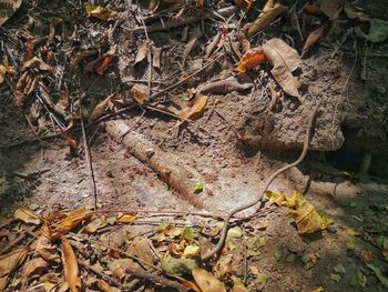 High angle view of dry leaves on field