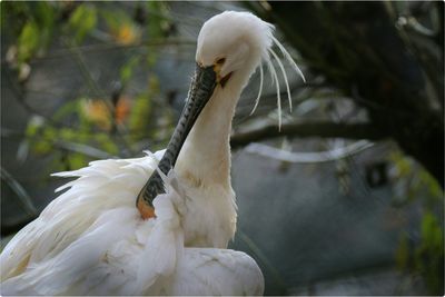 Close-up of white bird