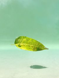 Close-up of leaf floating on water