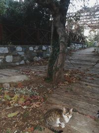 Cat relaxing on footpath