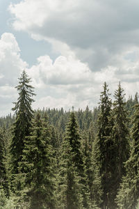 Pine trees in forest against sky