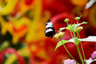 Close-up of butterfly perching on flower