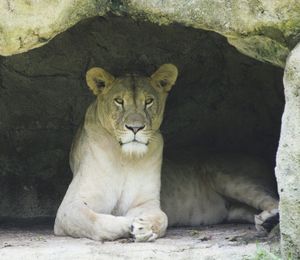 Portrait of lioness relaxing in her cave