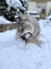 Cat sitting on snow