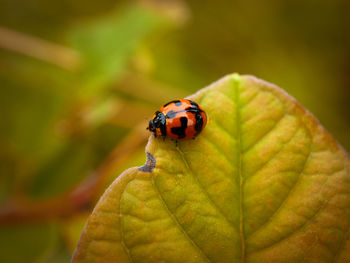 Close-up of ladybug on leaf